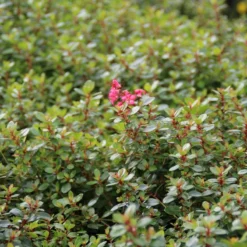 Escallonia (Escallonia 'Red Dream') -Exporteren Tuin Zorgzaam Winkel escallonia red dream 3