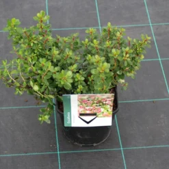 Escallonia (Escallonia 'Red Dream') -Exporteren Tuin Zorgzaam Winkel escallonia red dream 7