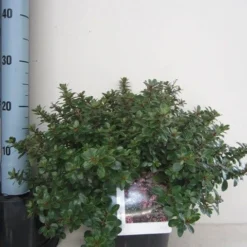 Escallonia (Escallonia 'Red Dream') -Exporteren Tuin Zorgzaam Winkel escallonia red dream c3 november