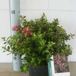 Escallonia (Escallonia 'Red Dream') -Exporteren Tuin Zorgzaam Winkel escalonia red dream c3 20 08 2017