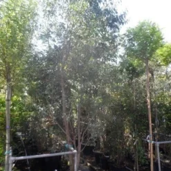 Winterharde Gomboom (Eucalyptus Gunnii) -Exporteren Tuin Zorgzaam Winkel eucalyptus gunnii 250 300 c110 meerstammig