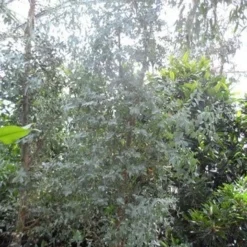 Winterharde Gomboom (Eucalyptus Gunnii) -Exporteren Tuin Zorgzaam Winkel eucalyptus gunnii struikvorm c500