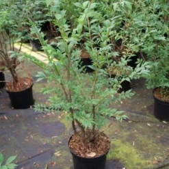 Kardinaalshoed (Euonymus Alatus) -Exporteren Tuin Zorgzaam Winkel euonymus alatus 1