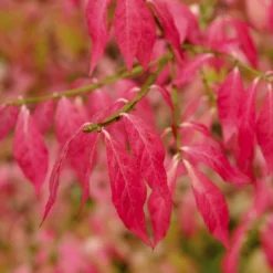 Kardinaalshoed (Euonymus Alatus) -Exporteren Tuin Zorgzaam Winkel euonymus alatus 2 1