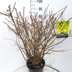 Kardinaalshoed (Euonymus Alatus) -Exporteren Tuin Zorgzaam Winkel euonymus alatus c15 v01