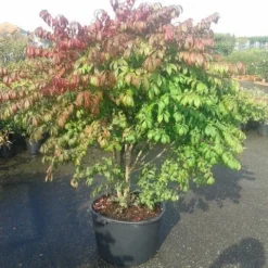 Kardinaalshoed (Euonymus Alatus 'Compactus') -Exporteren Tuin Zorgzaam Winkel euonymus alatus compactus