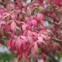 Kardinaalshoed (Euonymus Alatus 'Compactus') -Exporteren Tuin Zorgzaam Winkel euonymus alatus compactus 1