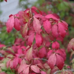Kardinaalshoed (Euonymus Alatus 'Compactus') -Exporteren Tuin Zorgzaam Winkel euonymus alatus compactus 2