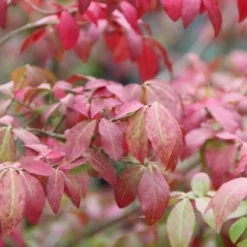 Kardinaalshoed (Euonymus Alatus 'Compactus') -Exporteren Tuin Zorgzaam Winkel euonymus alatus compactus 3