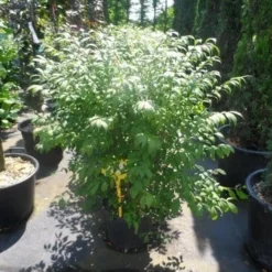 Kardinaalshoed (Euonymus Alatus 'Compactus') -Exporteren Tuin Zorgzaam Winkel euonymus alatus compactus 80 100 c18