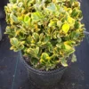 Kardinaalshoed Als Bol (Euonymus Japonicus 'Aureus') -Exporteren Tuin Zorgzaam Winkel euonymus geel bol