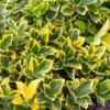 Kardinaalshoed (Euonymus Japonicus 'Aureomarginatus') -Exporteren Tuin Zorgzaam Winkel euonymus japonicus aureomarginatus 1