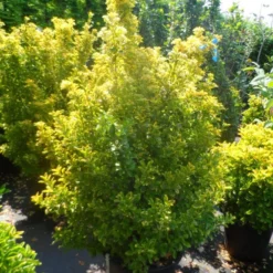 Kardinaalshoed Als Meeneemhaag (Euonymus Japonicus 'Aureus) -Exporteren Tuin Zorgzaam Winkel euonymus japonicus aureus 150 175 1
