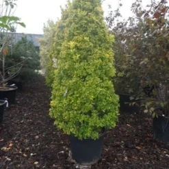 Kardinaalshoed, Piramide (Euonymus Japonicus 'Aureus') -Exporteren Tuin Zorgzaam Winkel euonymus japonicus aureus 175 200 c110 kegel