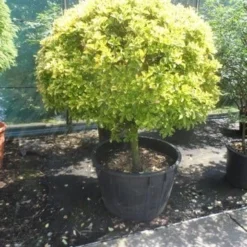 Kardinaalshoed Op Stam (Euonymus Japonicus 'Aureus') -Exporteren Tuin Zorgzaam Winkel euonymus japonicus aureus 60stam c240