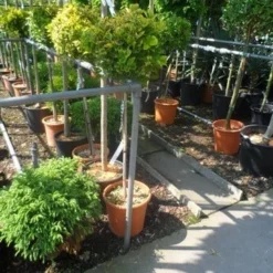 Kardinaalshoed Op Stam (Euonymus Japonicus 'Aureus') -Exporteren Tuin Zorgzaam Winkel euonymus japonicus aureus 80stam c20