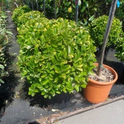 Kardinaalshoed Als Meeneemhaag (Euonymus Japonicus 'Aureus) -Exporteren Tuin Zorgzaam Winkel euonymus japonicus aureus bol 40 50 60 1