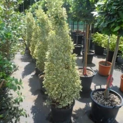 Kardinaalshoed Als Pyramide (Euonymus Japonicus 'Bravo') -Exporteren Tuin Zorgzaam Winkel euonymus japonicus bravo 100 120 140 c25 kegel