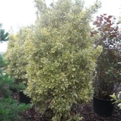 Kardinaalshoed (Euonymus Japonicus 'Bravo') -Exporteren Tuin Zorgzaam Winkel euonymus japonicus bravo 200 250 c150