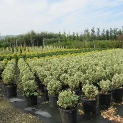 Kardinaalshoed Als Bol (Euonymus Japonicus 'Bravo') -Exporteren Tuin Zorgzaam Winkel euonymus japonicus bravo 2 1