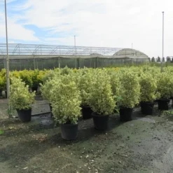 Kardinaalshoed (Euonymus Japonicus 'Bravo') -Exporteren Tuin Zorgzaam Winkel euonymus japonicus bravo 3 1