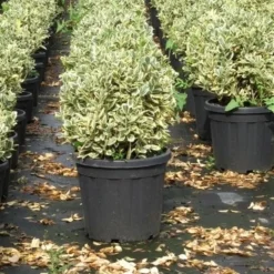Kardinaalshoed Als Bol (Euonymus Japonicus 'Bravo') -Exporteren Tuin Zorgzaam Winkel euonymus japonicus bravo 1