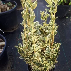 Kardinaalshoed (Euonymus Japonicus 'Bravo') -Exporteren Tuin Zorgzaam Winkel euonymus wit