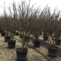 Meerstammige Kardinaalshoed (Euonymus Alatus) 9 Meerstammige Kardinaalshoed (Euonymus Alatus) -Exporteren Tuin Zorgzaam Winkel euonymusalatusmeerstam