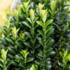 Kardinaalshoed (Euonymus Japonicus 'Green Spire') -Exporteren Tuin Zorgzaam Winkel euonymusjapgreenspirev01 2