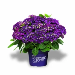 Hortensia Paars (Hydrangea 'Forever&Ever') -Exporteren Tuin Zorgzaam Winkel f e packshot purple rgb