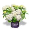 Hortensia Wit (Hydrangea 'Forever&Ever') -Exporteren Tuin Zorgzaam Winkel f e packshot white rgb