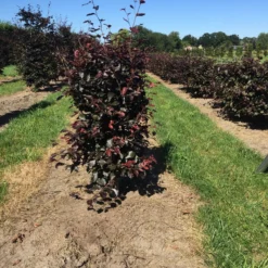 Rode Beukenhaag Als Haagelement (Fagus Sylvatica 'Atropunicea') -Exporteren Tuin Zorgzaam Winkel fagus syl. atropunicea 100 x 50 x 50 cm drkl haagelement 1 1