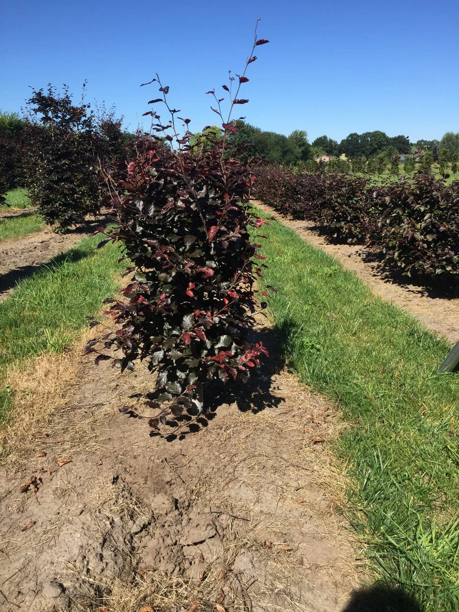 Rode Beukenhaag Als Haagelement (Fagus Sylvatica 'Atropunicea') - Afbeelding 10