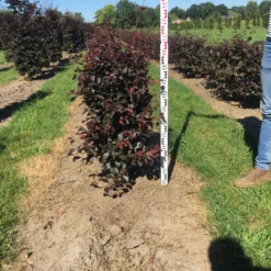 Rode Beukenhaag Als Haagelement (Fagus Sylvatica 'Atropunicea') -Exporteren Tuin Zorgzaam Winkel fagus syl. atropunicea 100 x 50 x 50 cm drkl haagelement 2