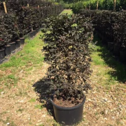 Rode Beukenhaag Als Haagelement (Fagus Sylvatica 'Atropunicea') -Exporteren Tuin Zorgzaam Winkel fagus syl. atropunicea 100x45x45cm pot