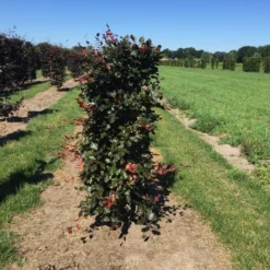 Rode Beukenhaag Als Haagelement (Fagus Sylvatica 'Atropunicea') -Exporteren Tuin Zorgzaam Winkel fagus syl. atropunicea 125 x 50 x 50 cm drkl haagelement 1