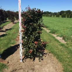 Rode Beukenhaag Als Haagelement (Fagus Sylvatica 'Atropunicea') -Exporteren Tuin Zorgzaam Winkel fagus syl. atropunicea 125 x 50 x 50 cm drkl haagelement 2