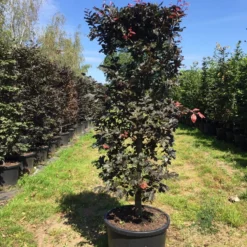 Rode Beukenhaag Als Haagelement (Fagus Sylvatica 'Atropunicea') -Exporteren Tuin Zorgzaam Winkel fagus syl. atropunicea 125x45x45 pot
