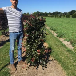 Rode Beukenhaag Als Haagelement (Fagus Sylvatica 'Atropunicea') -Exporteren Tuin Zorgzaam Winkel fagus syl. atropunicea 150 x 50 x 50 cm drkl haagelement