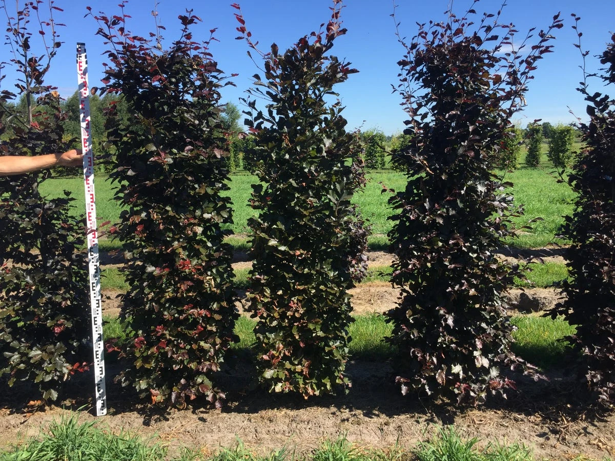 Rode Beukenhaag Als Haagelement (Fagus Sylvatica 'Atropunicea') - Afbeelding 15