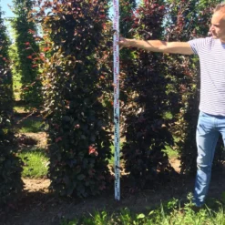 Rode Beukenhaag Als Haagelement (Fagus Sylvatica 'Atropunicea') -Exporteren Tuin Zorgzaam Winkel fagus syl. atropunicea 200 x 50 x 50 cm drkl haagelement 2
