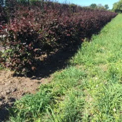 Rode Beukenhaag Als Haagelement (Fagus Sylvatica 'Atropunicea') -Exporteren Tuin Zorgzaam Winkel fagus syl. atropunicea 80 x 50 x 50 cm drkl haagelement 1