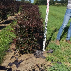 Rode Beukenhaag Als Haagelement (Fagus Sylvatica 'Atropunicea') -Exporteren Tuin Zorgzaam Winkel fagus syl. atropunicea 80 x 50 x 50 cm drkl haagelement 2