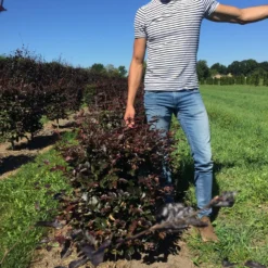 Rode Beukenhaag Als Haagelement (Fagus Sylvatica 'Atropunicea') -Exporteren Tuin Zorgzaam Winkel fagus syl. atropunicea 80 x 50 x 50 cm drkl haagelement 3