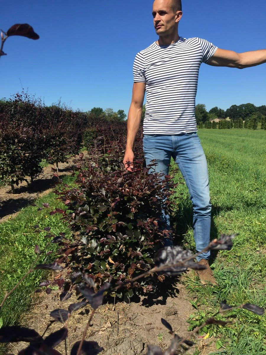 Rode Beukenhaag Als Haagelement (Fagus Sylvatica 'Atropunicea') - Afbeelding 9