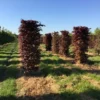 Rode Beukenhaag Als Haagelement (Fagus Sylvatica 'Atropunicea') -Exporteren Tuin Zorgzaam Winkel fagus sylv. atopunicea h225x60x60cm 2 1