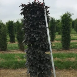 Rode Beukenhaag Als Haagelement (Fagus Sylvatica 'Atropunicea') -Exporteren Tuin Zorgzaam Winkel fagus sylv. atrop. 150x50x50