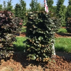 Nieuwe uitgaven -Exporteren Tuin Zorgzaam Winkel fagus sylv. atropunicea h100x50x50 cm 2