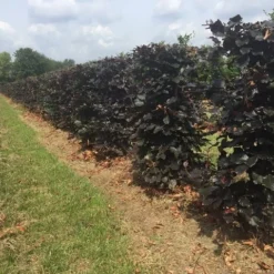 Rode Beukenhaag Als Haagelement (Fagus Sylvatica 'Atropunicea') -Exporteren Tuin Zorgzaam Winkel fagus sylv. atropunicea h125x50x50cm 1
