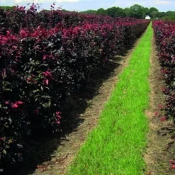 Rode Beukenhaag Als Haagelement (Fagus Sylvatica 'Atropunicea') -Exporteren Tuin Zorgzaam Winkel fagus sylv.atropunicea